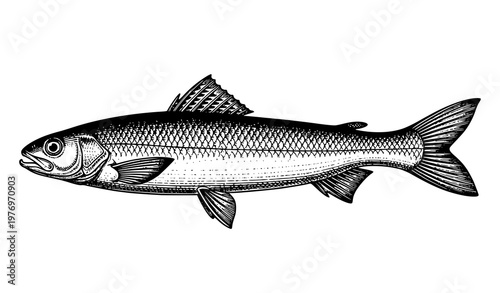 River Blackfish vintage engraving illustration detailed scientific fish drawing isolated on white background Percichthyidae species