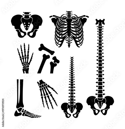 Collection of black human skeleton bone including spine, pelvis, rib cage, hand, foot, and limb bones