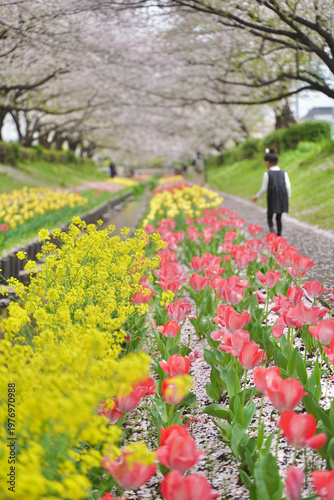 日本の神奈川県横浜市の江川せせらぎ緑道の桜とチューリップ