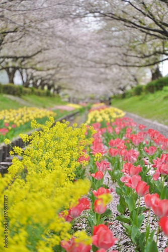 日本の神奈川県横浜市の江川せせらぎ緑道の桜とチューリップ