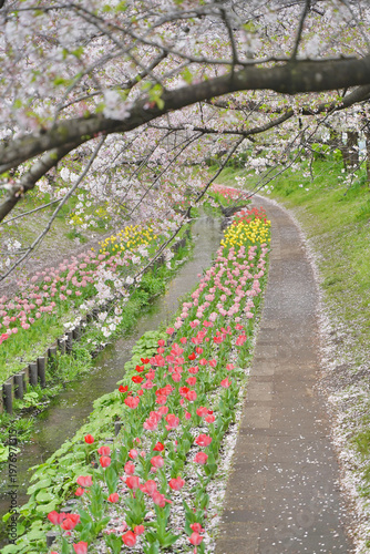 日本の神奈川県横浜市の江川せせらぎ緑道の桜とチューリップ