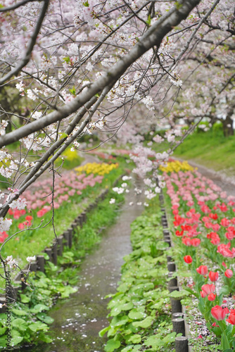 日本の神奈川県横浜市の江川せせらぎ緑道の桜とチューリップ