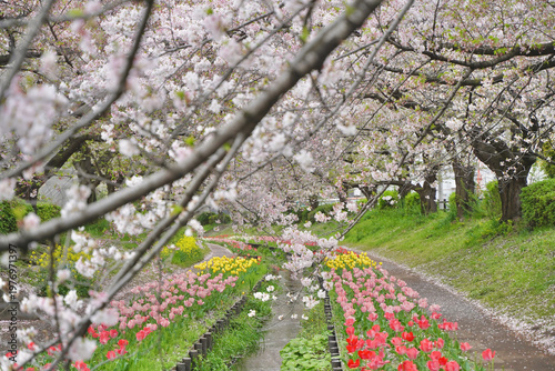 日本の神奈川県横浜市の江川せせらぎ緑道の桜とチューリップ