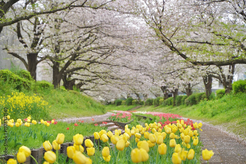 日本の神奈川県横浜市の江川せせらぎ緑道の桜とチューリップ