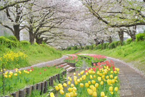 日本の神奈川県横浜市の江川せせらぎ緑道の桜とチューリップ