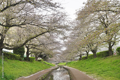 日本の神奈川県横浜市の江川せせらぎ緑道の桜とチューリップ