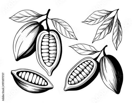 Hand-drawn black and white cocoa pods with beans and leaves white background cacao