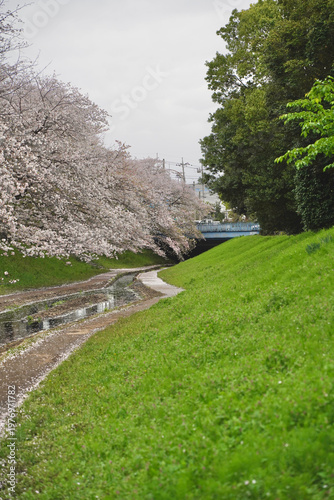 日本の神奈川県横浜市の江川せせらぎ緑道の桜とチューリップ