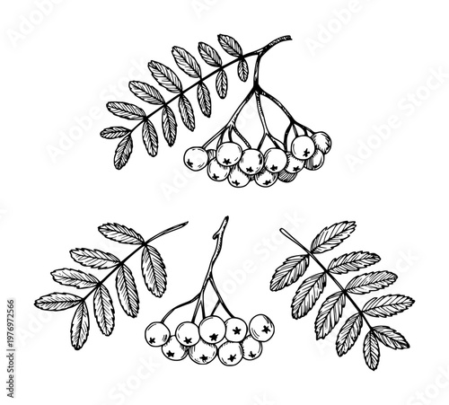 Hand-drawn rowan berry branches and leaves white background, isolated leaf nature