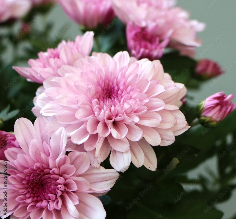 Fototapeta premium Chrysanthemum indicum (Indian chrysanthemum) 