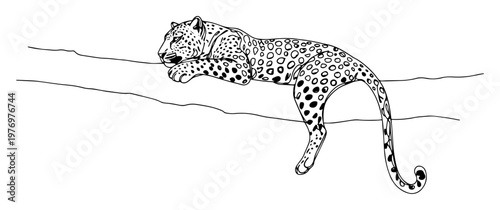 leopard resting on tree branch line art drawing