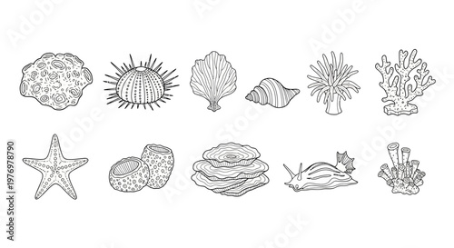 Diverse assortment of hand drawn aquatic organisms and coral in line style, suitable for educational content, biology projects, or ocean themed decorations.