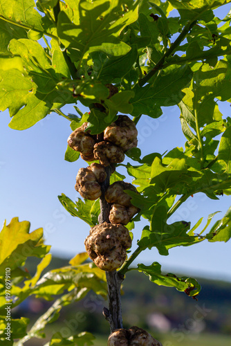 Bild auf Leinwand Biorhiza pallida galls forming on oak trees in a lush environment showcasing nat