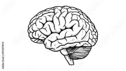 Detailed handdrawn human brain diagram, perfect for anatomy studies, neuroscience topics, health education, and medical content.