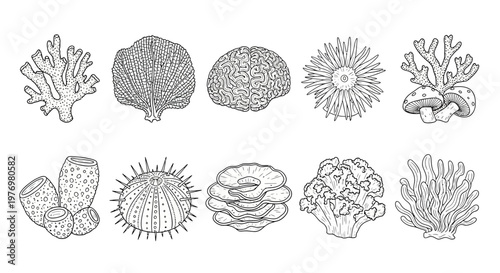 Hand drawn outlines of different marine invertebrates including corals, sponges, and a sea urchin for educational or decorative purposes.