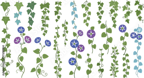 Climbing plants morning glory and ivy vines flat illustration set vector.