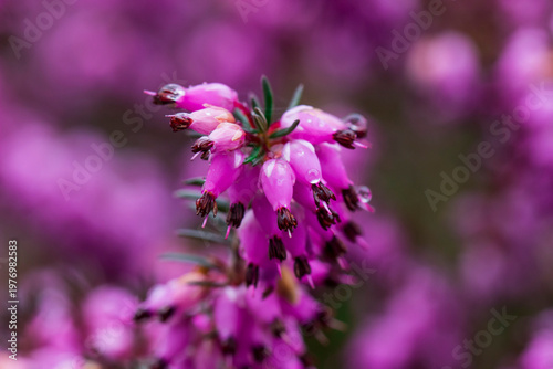 Photography Vibrant heather blooms, macro perspective