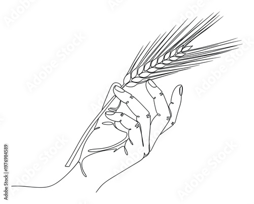 Single line drawing of a human hand gently holding a fresh ear of grain, symbolizing agriculture, harvest, sustenance, and natural food production for various culinary promotions or farming