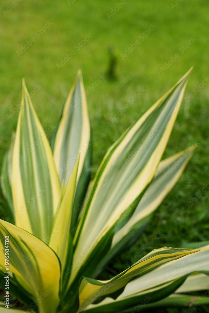 Obraz premium Close-up of variegated agave plant with green and yellow leaves in a garden. Natural tropical foliage with soft background, ideal for nature, landscaping, and botanical design themes.
