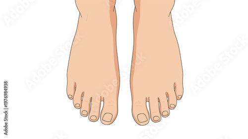 Top down view illustration of two bare human feet with toes facing forward on a plain white background surface.