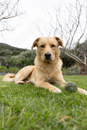 Fototapeta Golden-colored dog lying on well-maintained lawn, holding worn green tennis ball near paw