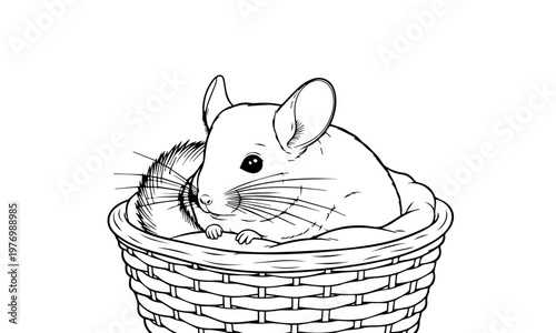 A charming illustration of a chinchilla nestled comfortably inside a woven basket. Coloring page, Black and White Line Art Printable for Kids and Adults