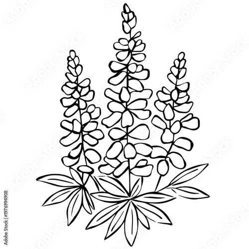 Minimalist Lupine Flower Line Art Illustration, Botanical Wildflower Outline Drawing