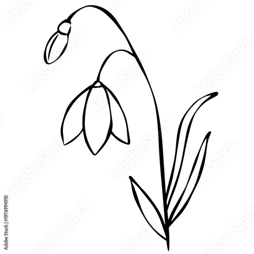 Minimalist Snowdrop Flower Line Art – Elegant Botanical Outline Illustration