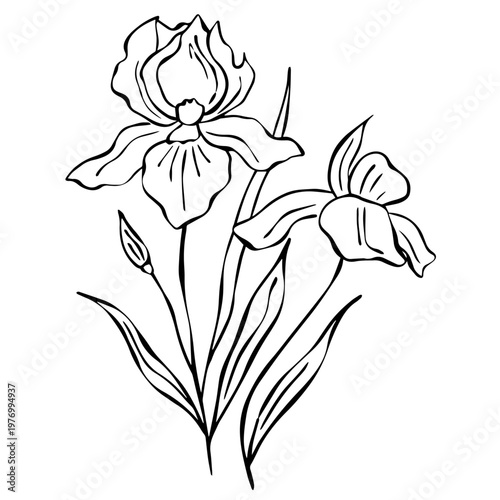 Minimalist Iris Flower Line Art – Botanical Black and White Outline Illustration