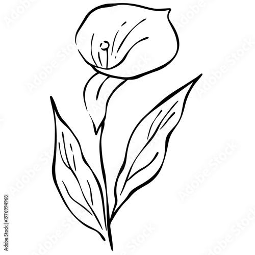 Minimalist Calla Lily Line Art – Elegant Floral Outline Illustration, Botanical Black and White Drawing