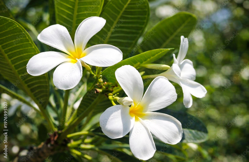 Obraz premium Blooming plumeria flowers with white petals fading into bright yellow centers, set against green stems and leaves.