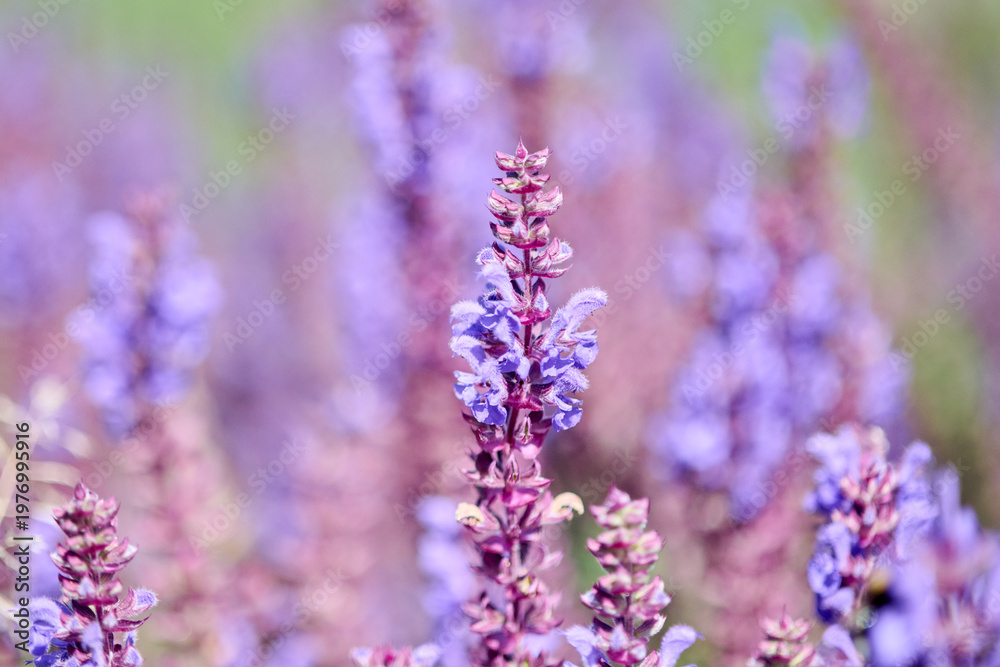 Fototapeta premium Close-up of blooming salvia flowers in soft natural light