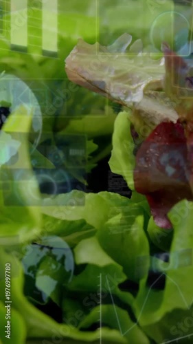 Vertical video: Camera shifting and zooming, lettuce receiving data overlays for nutrition analysis