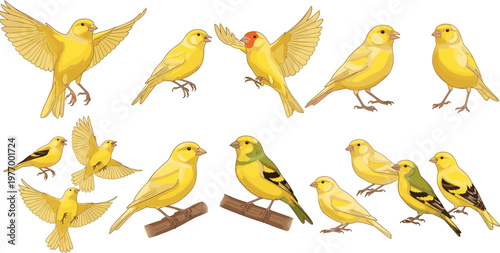 Yellow Bird Illustrations, Including Flying and Perching Poses, Featuring Canaries and Finches