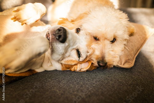 Beagle and Maltipoo Dogs Cuddling Together on a Couch