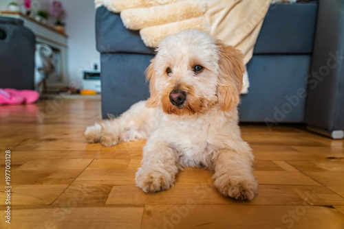 Portrait of a Fluffy Maltipoo Puppy Lying on a Wooden Floor at Home