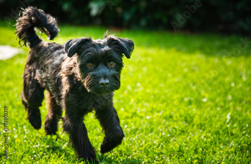 Close up of an Active Black Yorkshire Terrier Dog Running on Green Grass in a Sunny Garden Environment