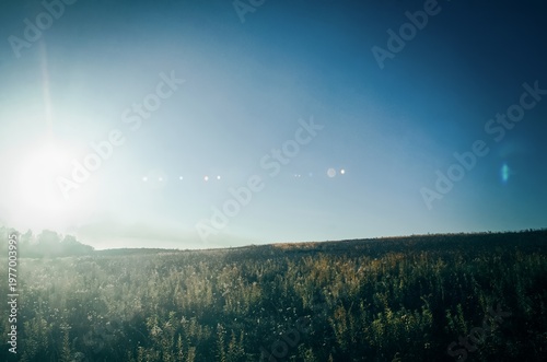 A sunny evening on the edge of a field and forest