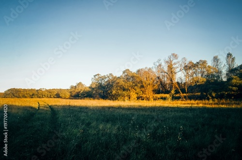 A sunny evening on the edge of a field and forest