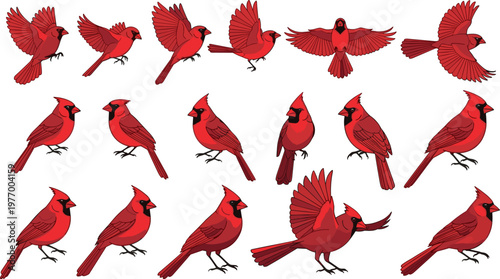 Vibrant Cardinal Bird Collection Featuring Different Poses and Stances for Wildlife and Nature Designs