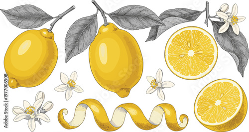 Colorful vector illustration of lemons and blossoms symbolizing freshness, nature, and vitality