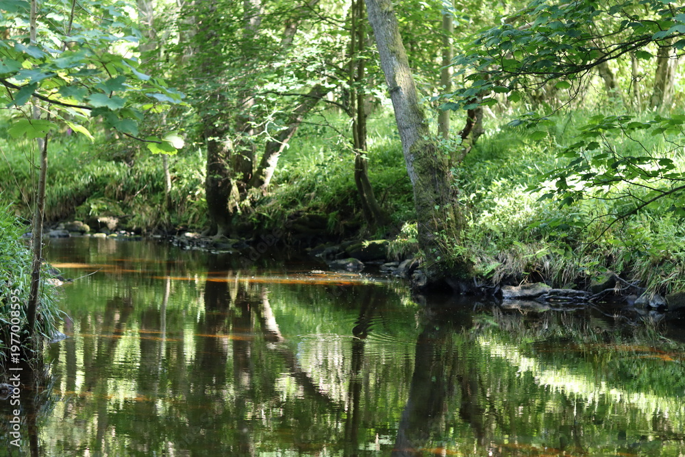 Fototapeta premium View along a woodland river, with green reflections in the still water