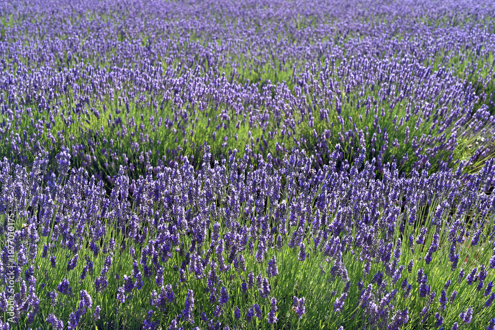 Fototapeta premium Lavendelzeit in der Provence, Frankreich