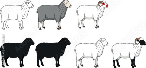Sheep Farm Animal Set in Different Colors and Breeds with Standing Poses for Agriculture Livestock Illustration and Rural Design