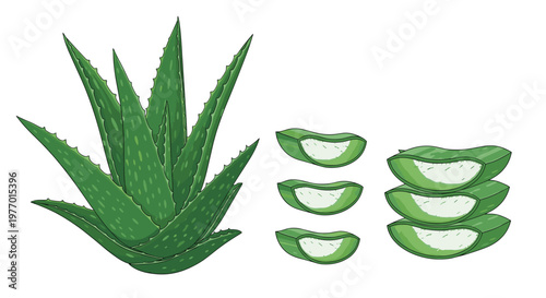 Full aloe vera plant with thick green leaves shown next to several cross sections and a stack of juicy slices.