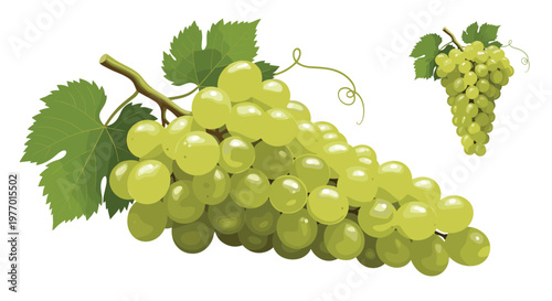Large cluster of ripe green grapes with a vine and leaves shown in two different sizes against a plain white background.
