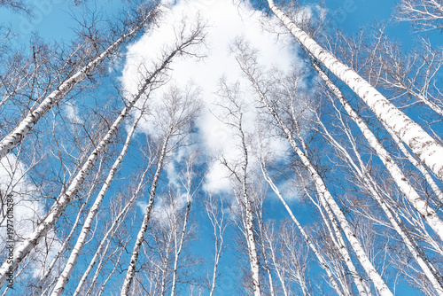 Low angle view of birch trees without leaves against blue cloudy sky in early spring
