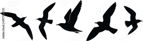 Black silhouettes of birds in various flying positions wings