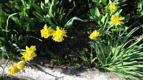 In spring bright yellow daffodils bloom in the garden.