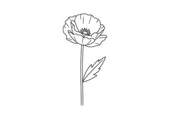 remembrance day poppy flower illustration